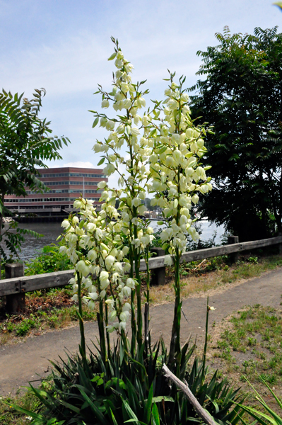 flowered tree